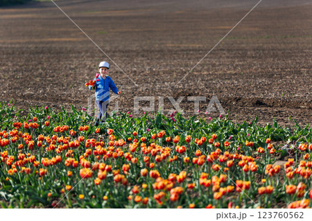 Cute little kid boy picking fresh blooming tulips flowers at self-service dutch agricultural field on sunny spring day. Happy child holding blossoming plants gift for moms day present 123760562
