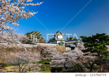 【石川県】金沢城の桜 123760774