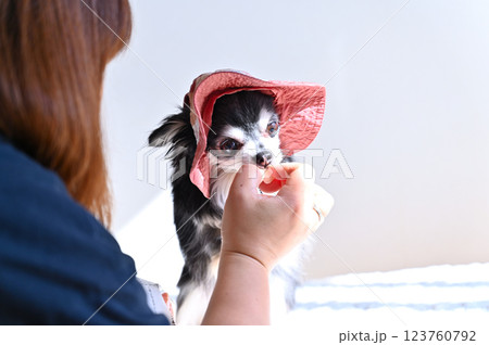 帽子を被るチワワにご褒美のおやつをあげる女性 123760792