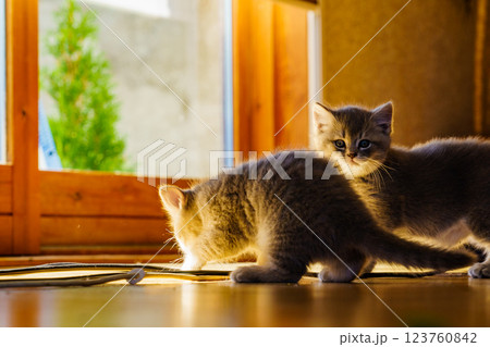 Two gray british cats kittens at home 123760842