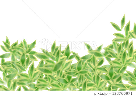 隈笹、熊笹(クマザサ)、野麦の葉のカード2 隈笹、熊笹(クマザサ)、野麦の葉のカード2 123760971