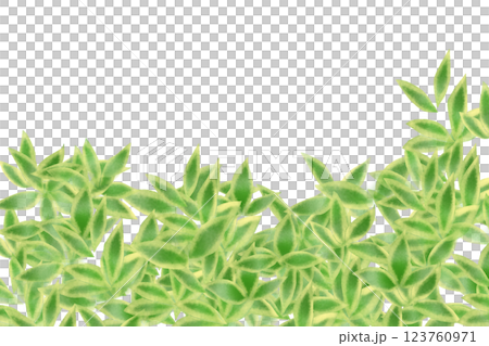 隈笹、熊笹(クマザサ)、野麦の葉のカード2 隈笹、熊笹(クマザサ)、野麦の葉のカード2 123760971