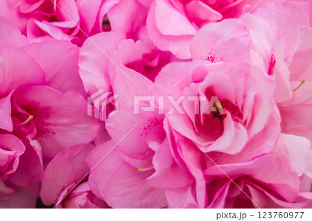 アザレア 123760977