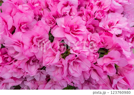 アザレア アザレア 123760980