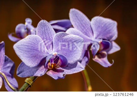 コチョウラン コチョウラン 123761246