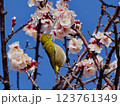 紅梅の蜜を吸うメジロ 123761349