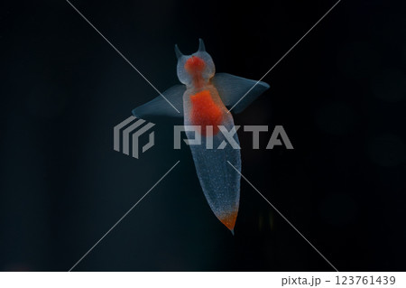 流氷の天使クリオネ 123761439