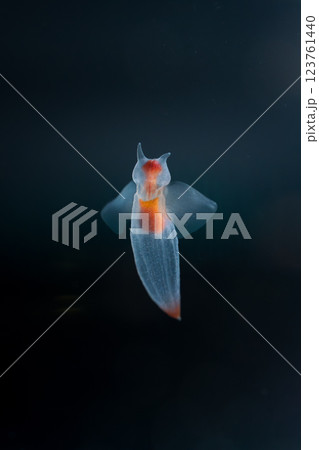 流氷の天使クリオネ 123761440