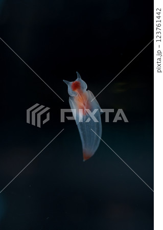 流氷の天使クリオネ 123761442