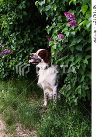 A happy and content hunting dog (English Setter), peeking out from lush green lilac bushes with vibrant purple flowers 123761586