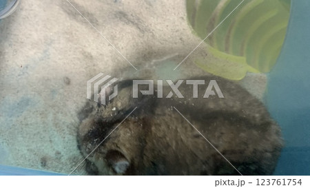 砂遊びしてるハムスター 123761754