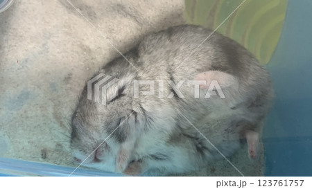 駄々をこねるハムスター 123761757