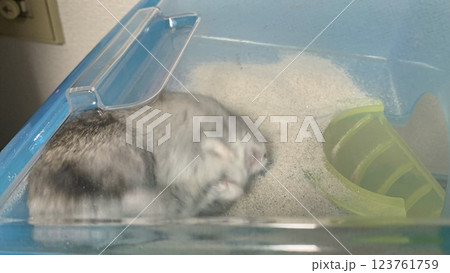 砂遊びしてるハムスター 砂遊びしてるハムスター 123761759