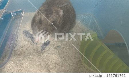 砂遊びしてるハムスター 123761761