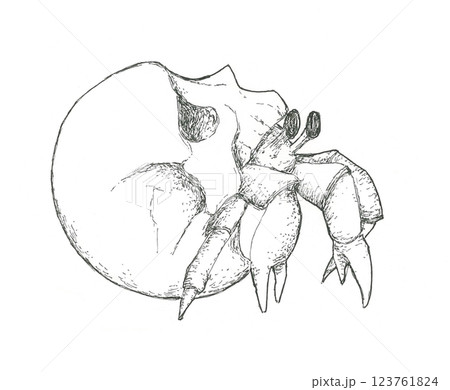 人間の頭蓋骨を背負うヤドカリ 123761824