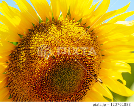 Blooming sunflower with honey bee Blooming sunflower with honey bee 123761888
