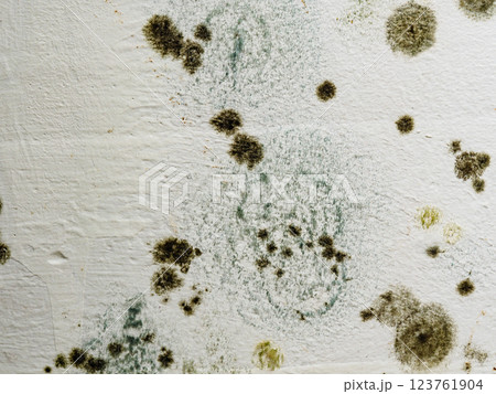Mould and fungus growth on white wall Mould and fungus growth on white wall 123761904