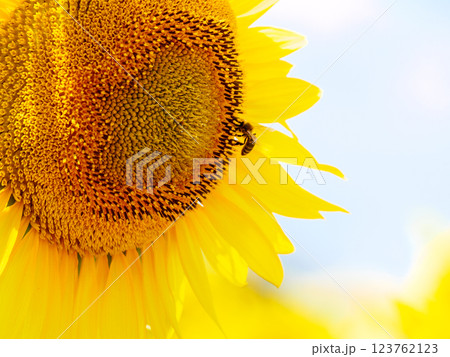 Blooming sunflower with honey bee 123762123