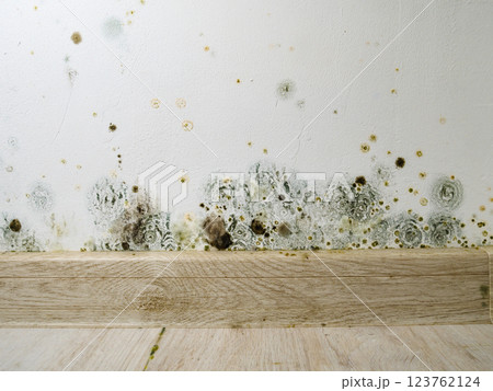 Mould and fungus growth on white wall 123762124