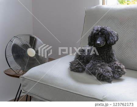 poodle in home poodle in home 123762173