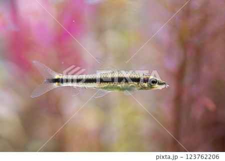 Siamese algae-eater in planted tank Siamese algae-eater in planted tank 123762206