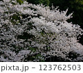 あつぎ飯山桜 123762503