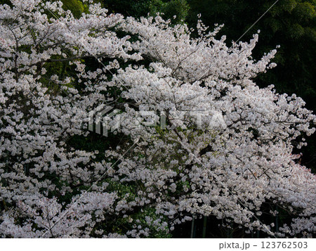 あつぎ飯山桜 123762503