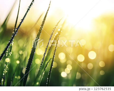 Close-up of fresh green grass covered in morning dew, illuminated by golden sunlight 123762535