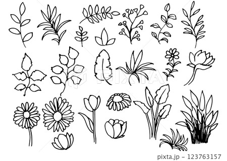 手書きの木の葉や花や草のボタニカル線画のイラスト ベクター 手書きの木の葉や花や草のボタニカル線画のイラスト ベクター 123763157
