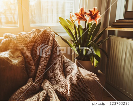 Amaryllis in a pot in a cozy sunny living room. Diffused sunlight. House plants. 123763253
