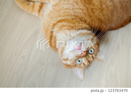 Cute orange cat lying upside down on the floor close up top view 123763470