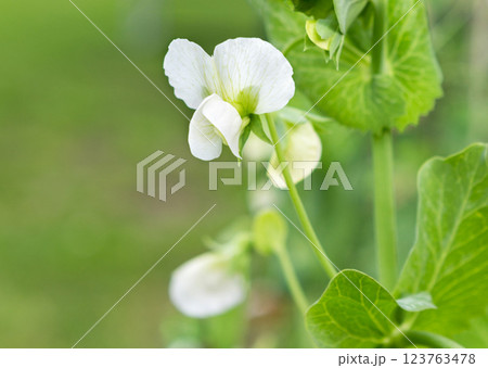 Flower of pea plant close up. nature backgrounds 123763478