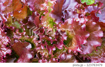 Red lettuce leaves on the field like a natural backdrop 123763479