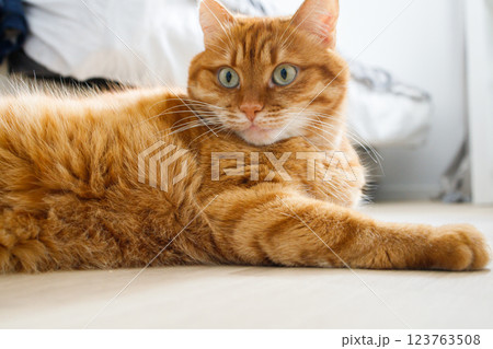 Cute orange cat lying on the floor close up portrait 123763508