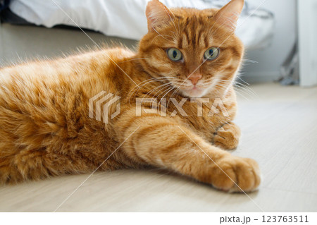 Cute orange cat lying on the floor and looking at camera close up portrait Cute orange cat lying on the floor and looking at camera close up portrait 123763511