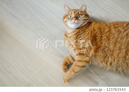 Cute orange cat lying on the floor and looking at camera top view with copy space 123763543