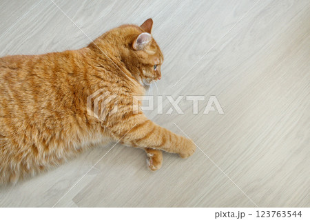 Orange cat lying on the floor top view with copy space 123763544
