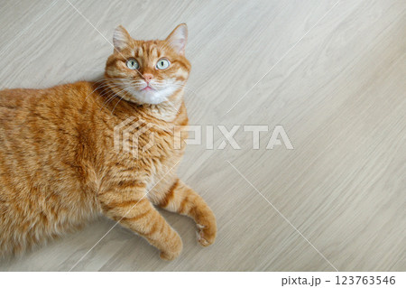 Cute and fluffy orange cat lying on the floor and looking at camera top view with copy space 123763546
