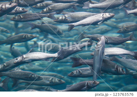 Group of fish in the ocean, blue background 123763576