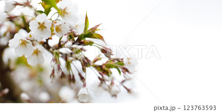 White spring background with abstract white flower closeup 123763593