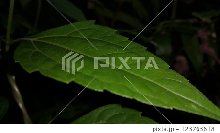 Textured plant leaves background. Photo taken in the forest. 123763618