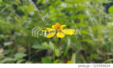 Ornamental plants Seruni Jalar Beach Sun Flower, Wedelia biflora, Wollastonia biflora, Wedelia trilobata, Sphagneticola trilobata, Wedelia yellow flowers, tropical climate plants which also weeds on 123763624