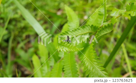 Photo of a rare striped fly perched on a leaf. 123763625