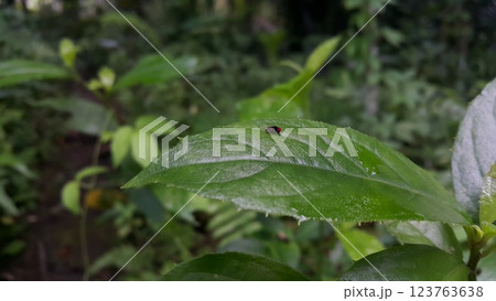 Small flies perch on the leaves. Has very large red eyes. Small flies perch on the leaves. Has very large red eyes. 123763638
