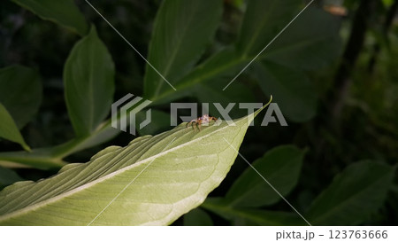 Photo of a jumping spider (Artabrus erythrocephalus) on a plant leaf. Photo of a jumping spider (Artabrus erythrocephalus) on a plant leaf. 123763666