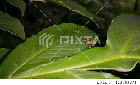 Photo of a jumping spider (Tutelina elegans) on a plant leaf. 123763671