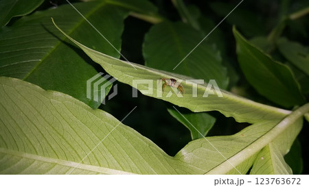 Photo of a jumping spider (Tutelina elegans) on a plant leaf. 123763672