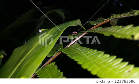 Photo of the Rhagoletis pomonella insect perched on a leaf. Photo taken on the mountain. 123763696