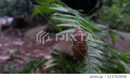Photo of a cicada insect shedding its skin. Photo of a cicada insect shedding its skin. 123763698