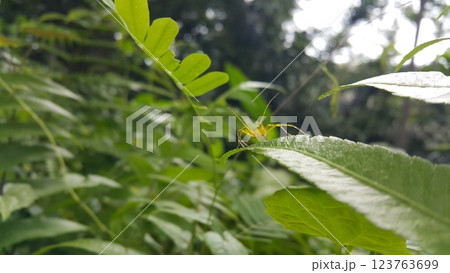 View of Lynx spider (oxyopidae) on green leaf. View of Lynx spider (oxyopidae) on green leaf. 123763699